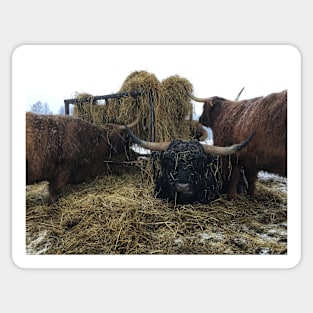 Scottish Highland Cattle Cows and Bull 2181 Sticker